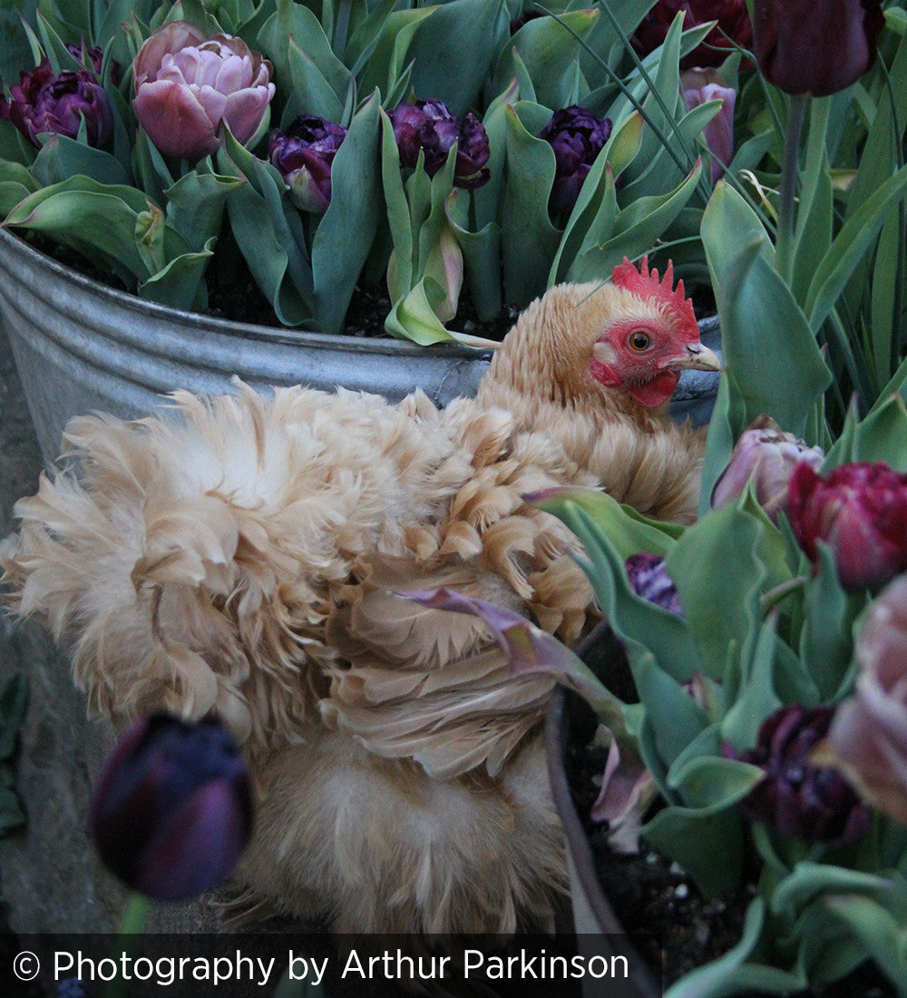 Arthur Parkinson's The Flower Yard
