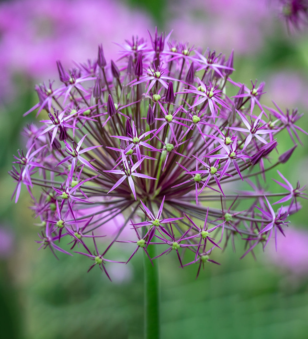 Allium cristophii