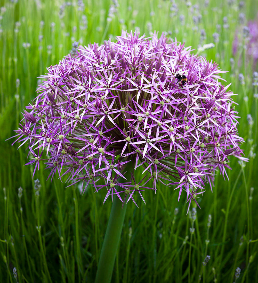 Allium cristophii
