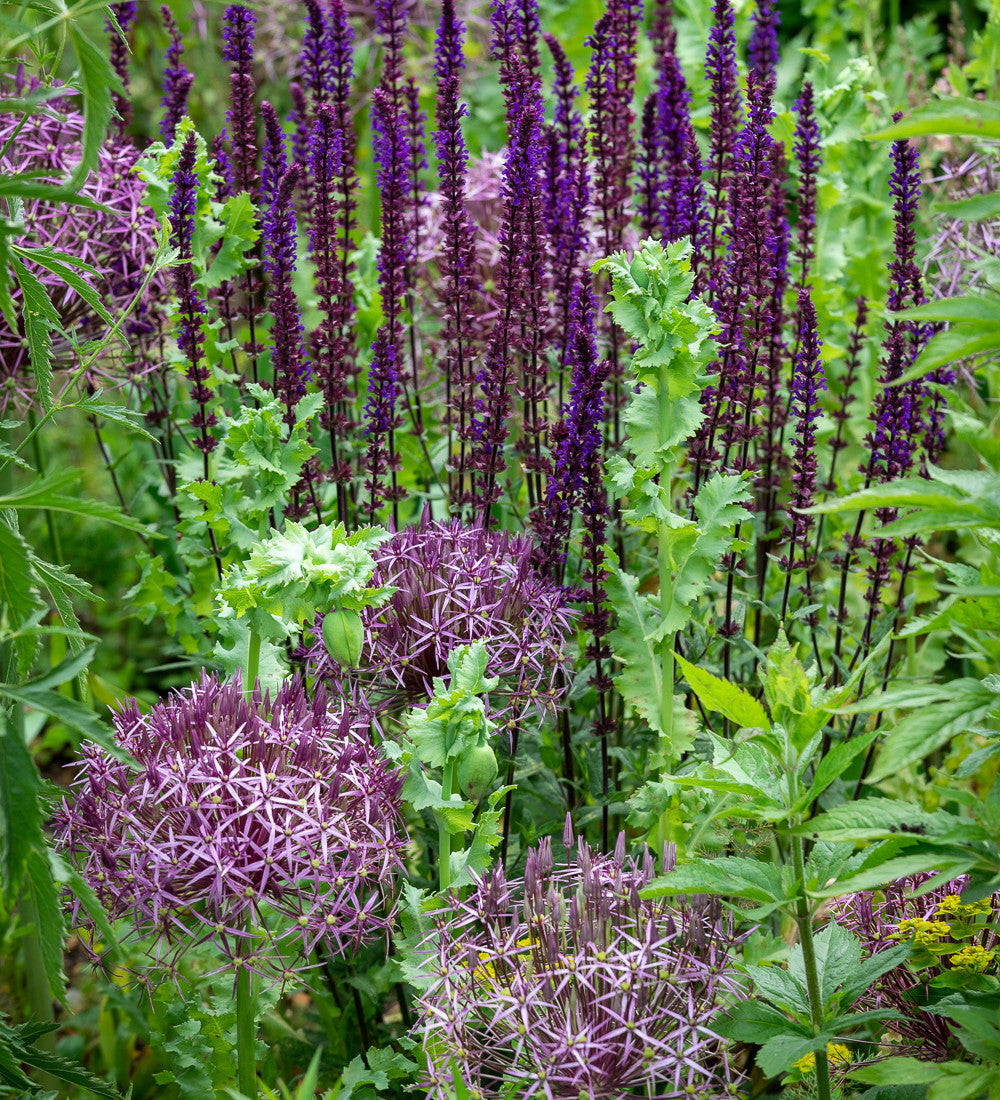 Allium cristophii