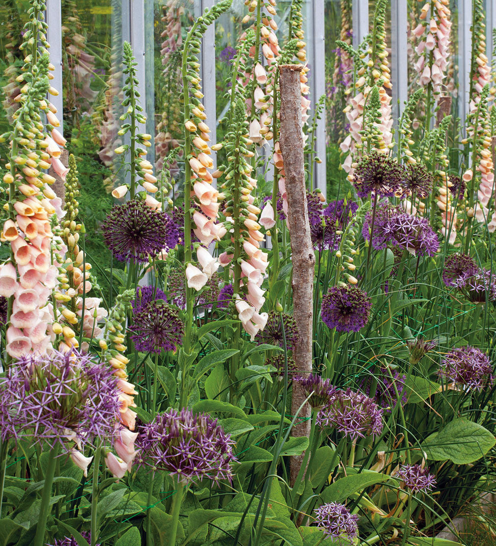 Allium cristophii