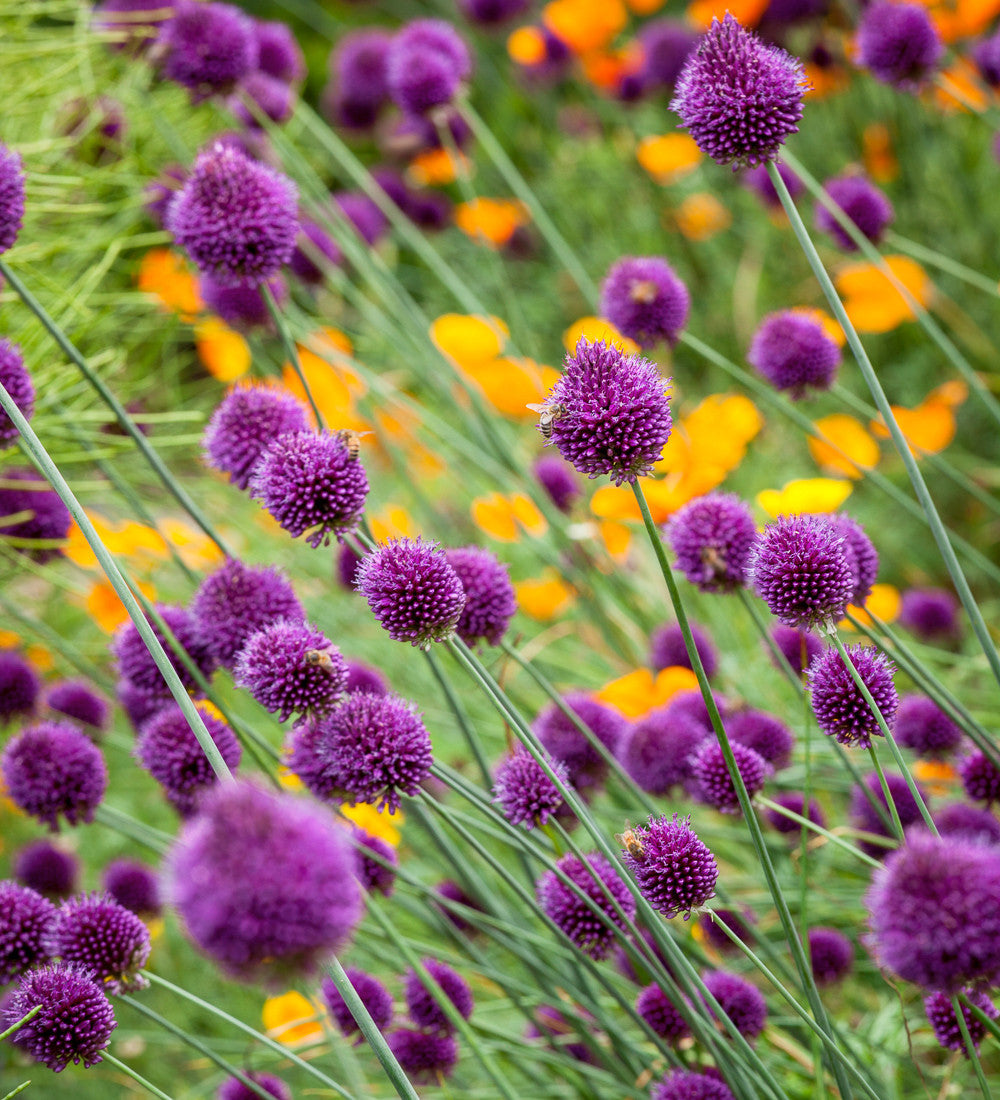 Allium sphaerocephalon