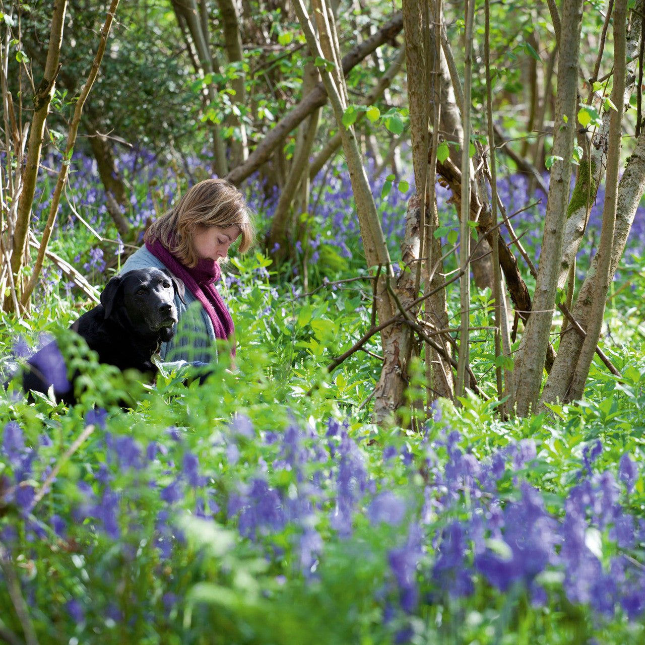 Bluebells (Hyacinthoides non scripta)