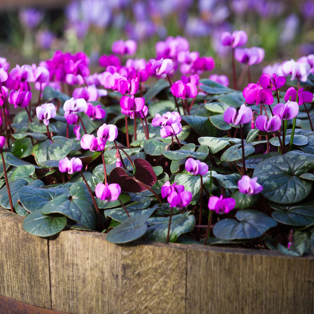 Cyclamen coum