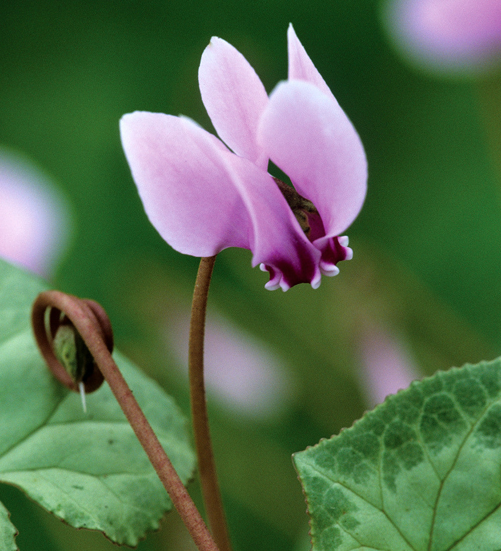 Cyclamen hederifolium