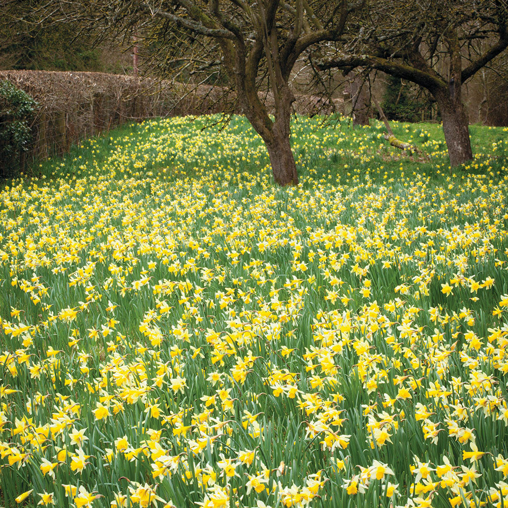 Narcissus pseudonarcissus 'Lobularis' (Lent Lily Daffodil)