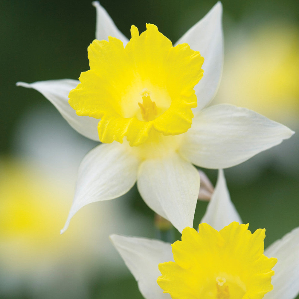 Narcissus pseudonarcissus 'Lobularis' (Lent Lily Daffodil)