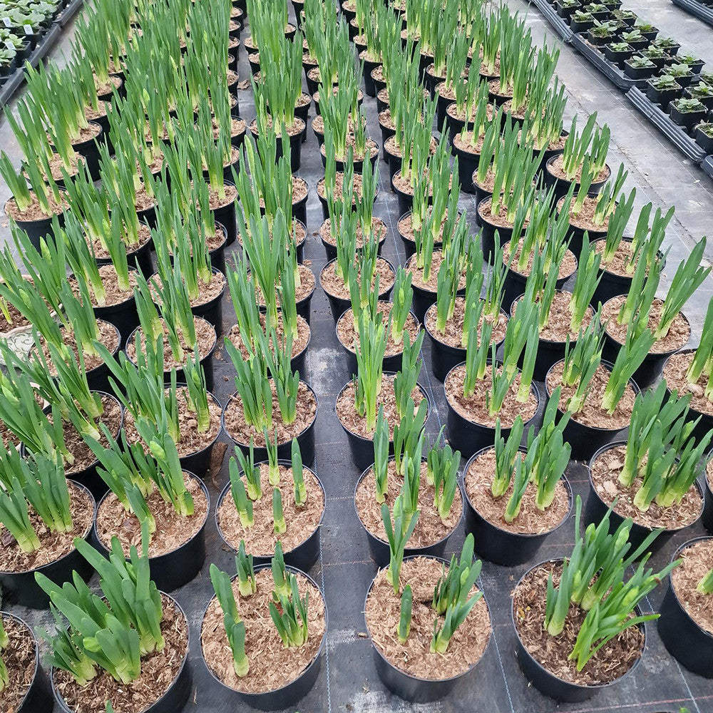 Narcissus papyraceus 'Ziva' (Forcing)