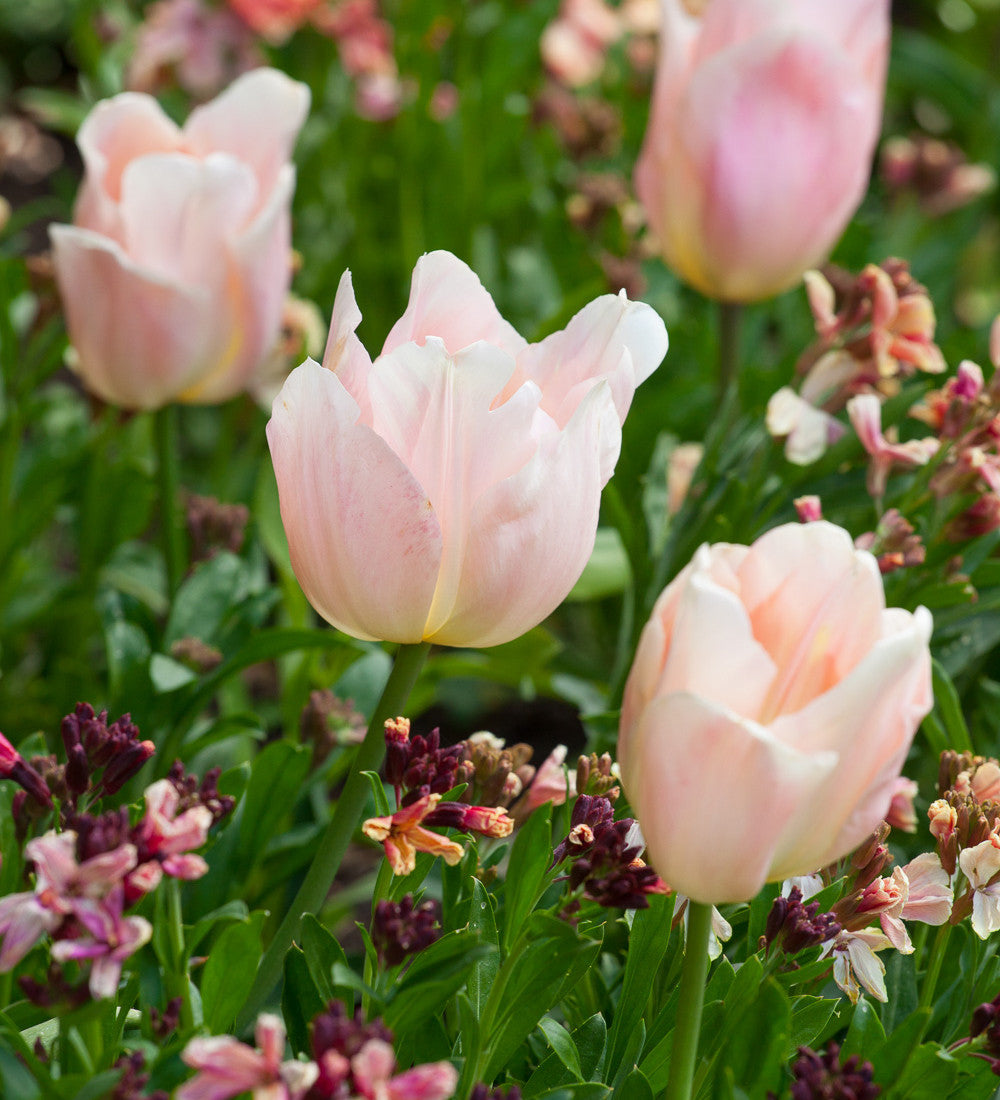Tulip 'Apricot Beauty'