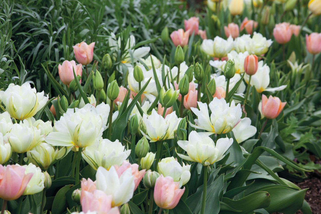 Tulip 'Apricot Beauty'