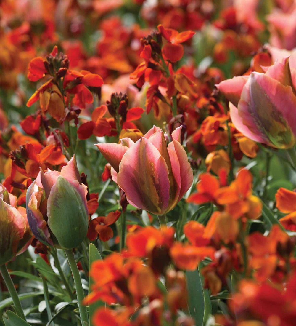 Tulip 'Artist'
