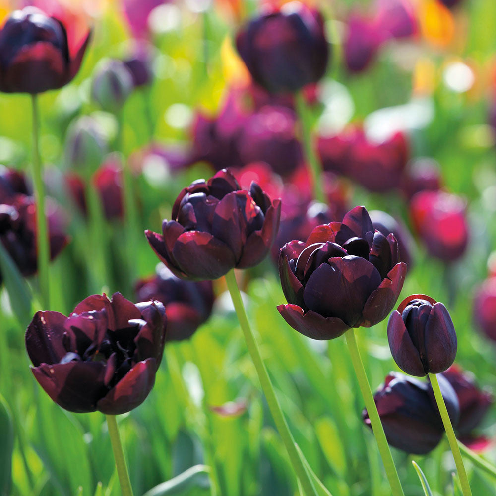 Tulip 'Black Hero'