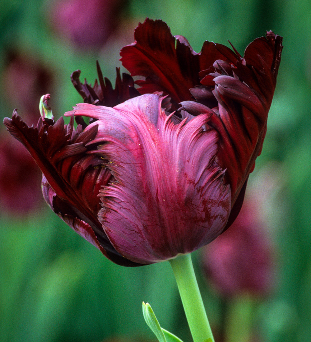 Tulip 'Black Parrot'