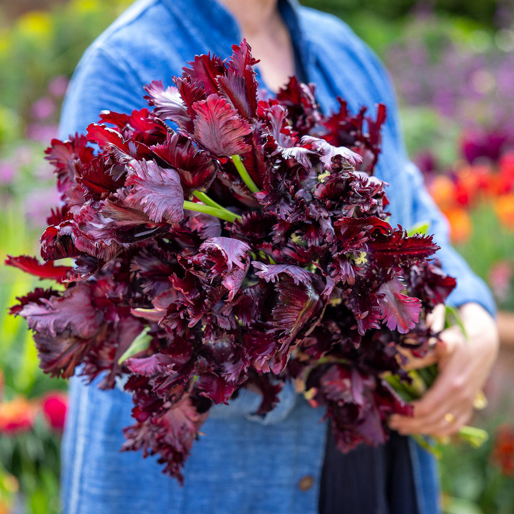 Tulip 'Black Parrot'