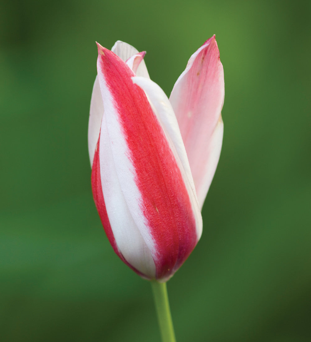 Tulip clusiana 'Peppermintstick'