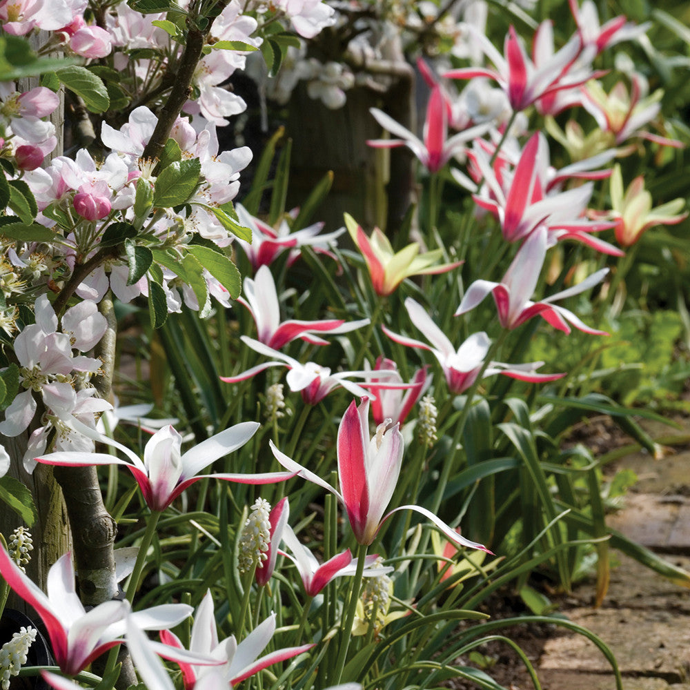 Tulip clusiana 'Peppermintstick'