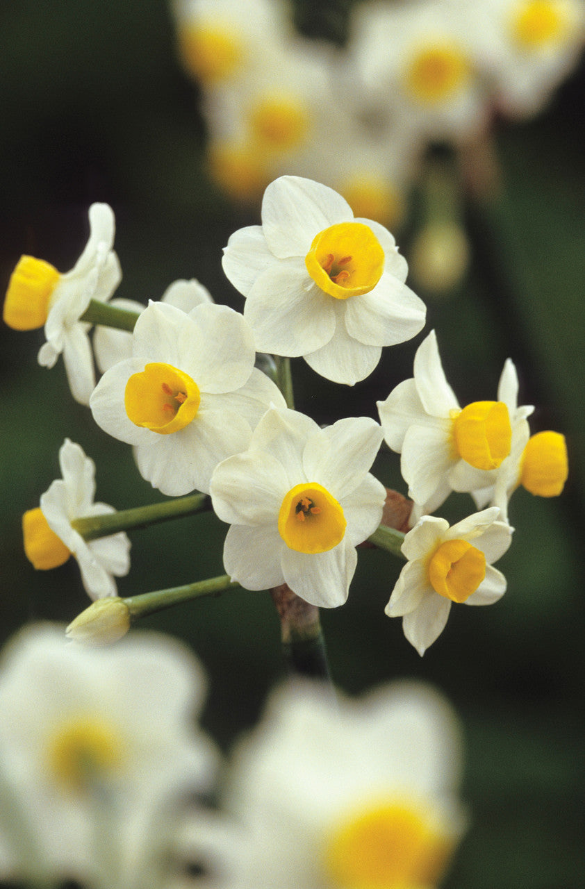 Scented Indoor Narcissus Collection (Forcing)
