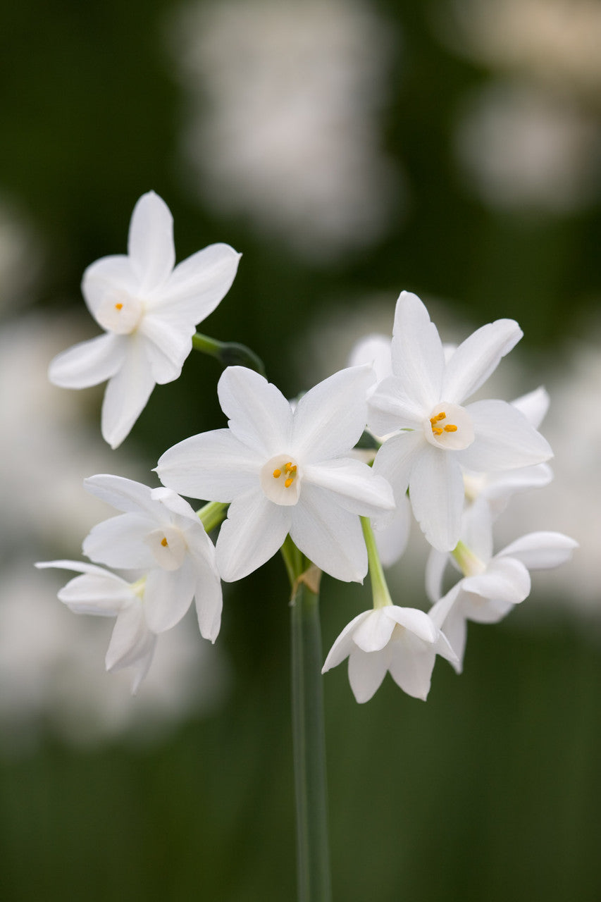 Scented Indoor Narcissus Collection (Forcing)