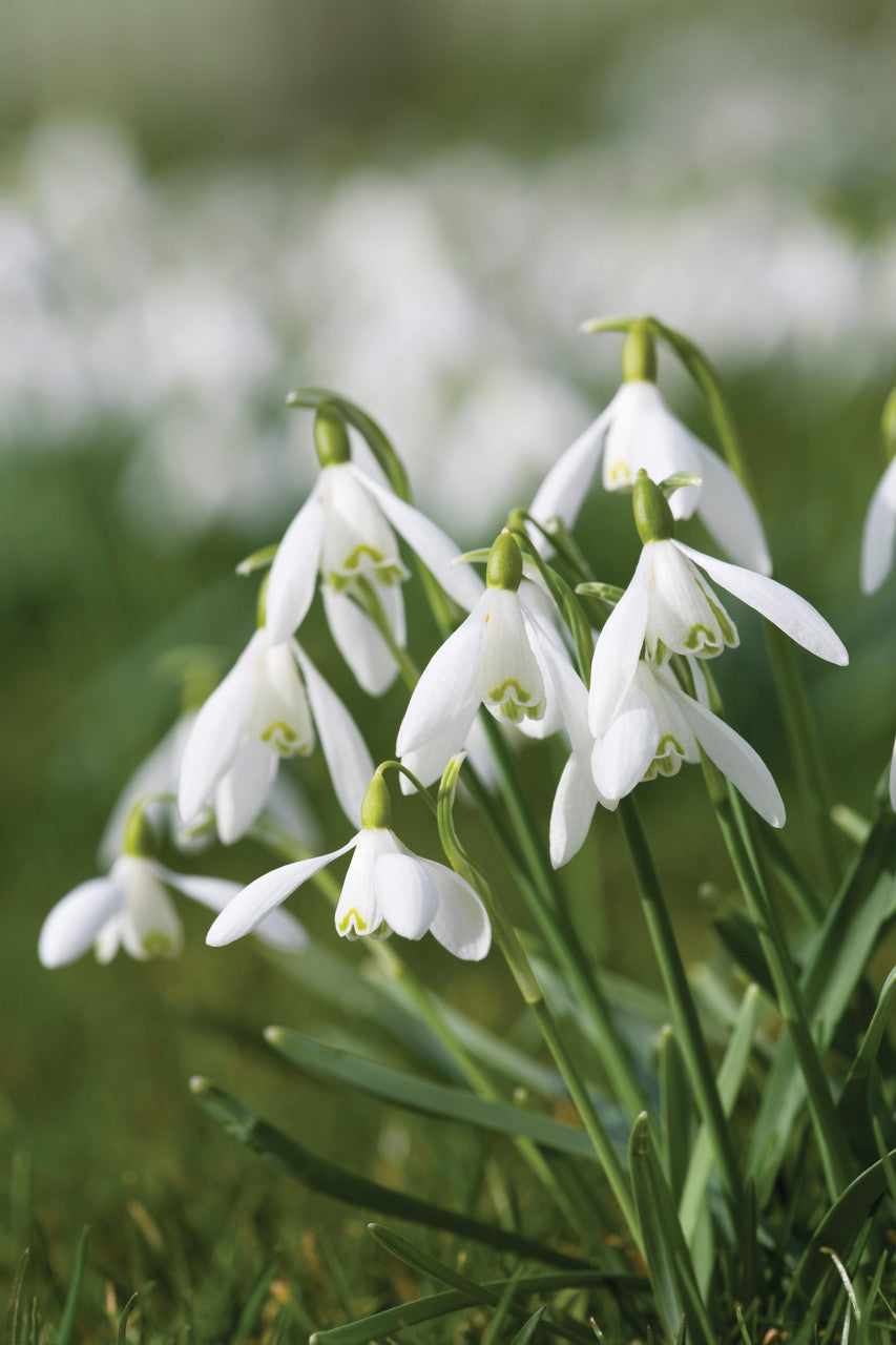 Snowdrop Collection for Naturalising