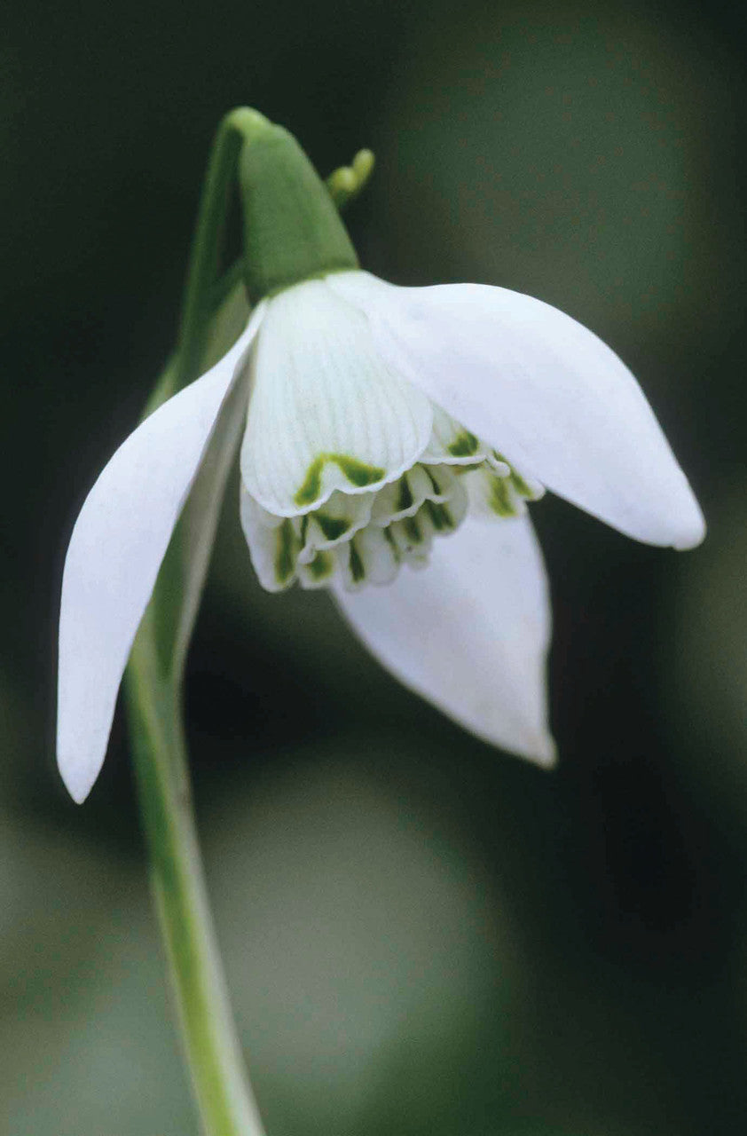Snowdrop Collection for Naturalising