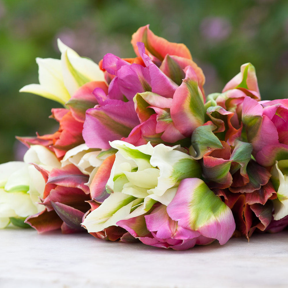 Super Perennial Tulip Mix