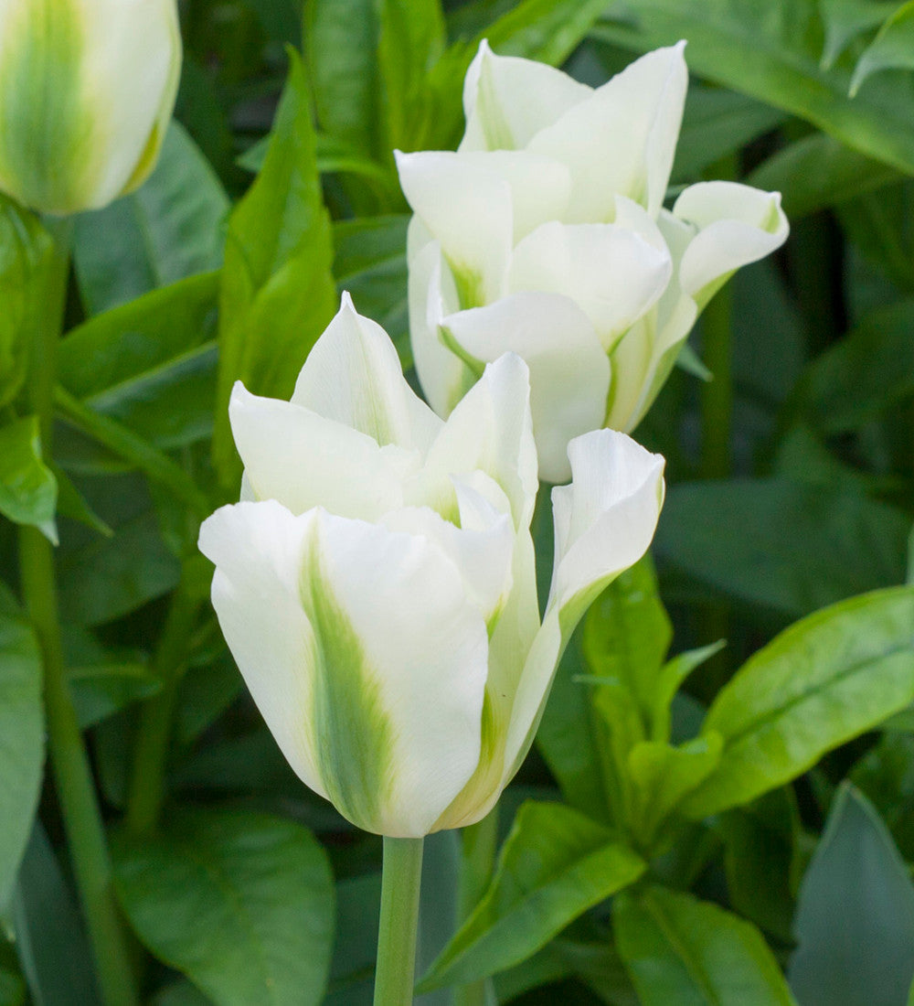 Super Perennial Tulip Mix