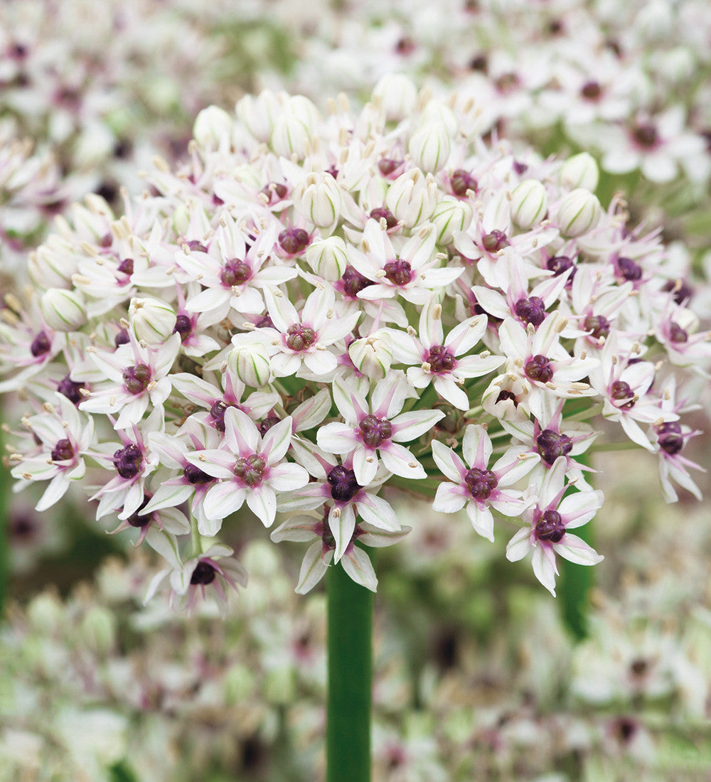 Allium basalticum 'Silver Springs'