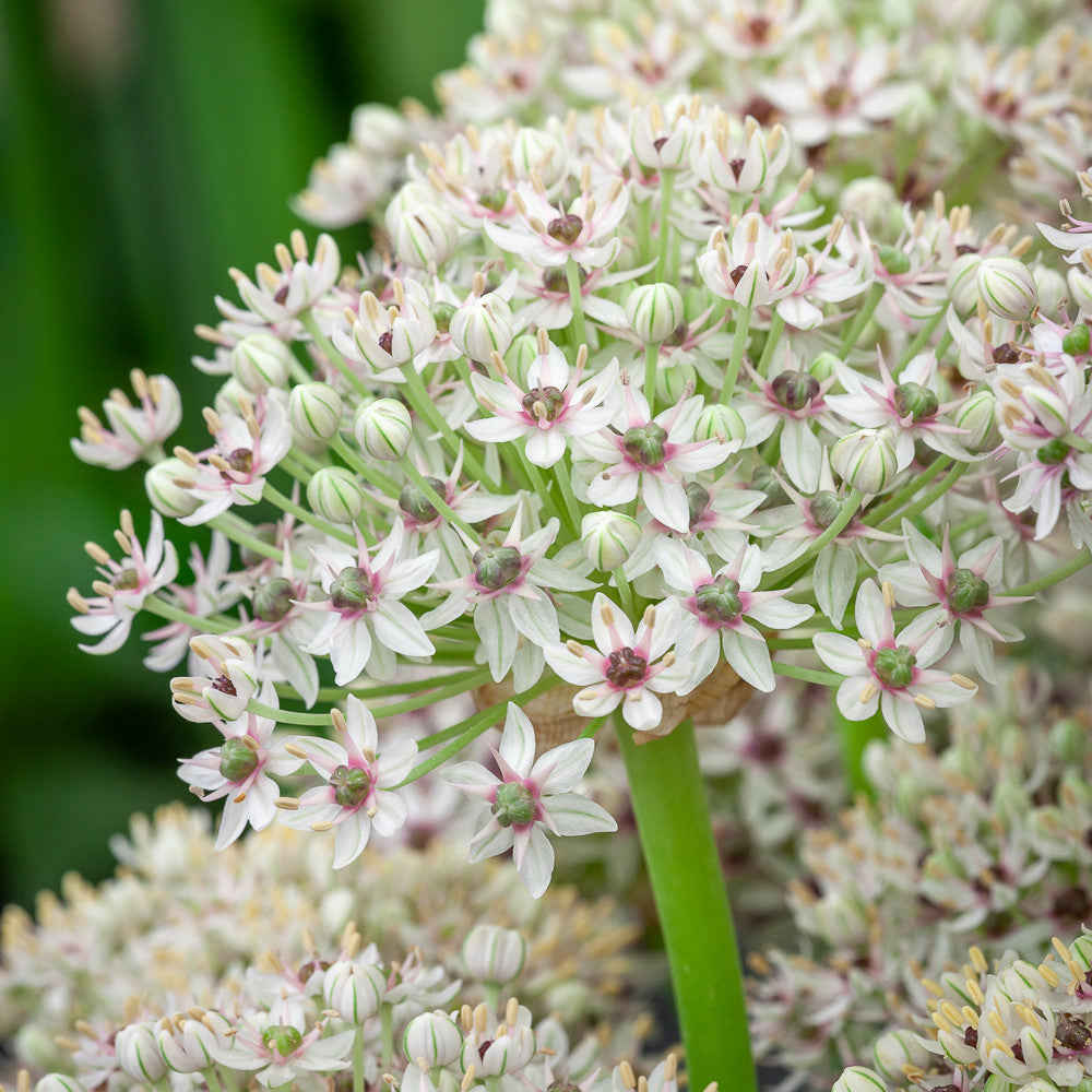 Allium basalticum 'Silver Springs'
