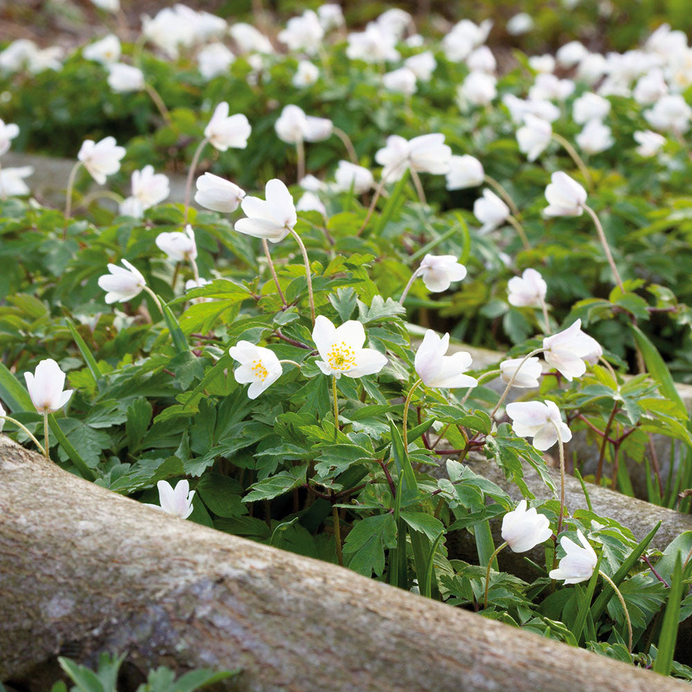 Anemone nemorosa (Wood Anemone)