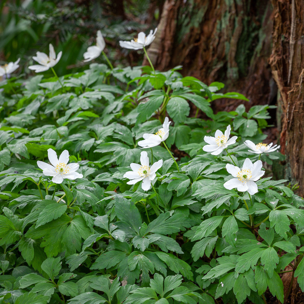 Anemone nemorosa (Wood Anemone)