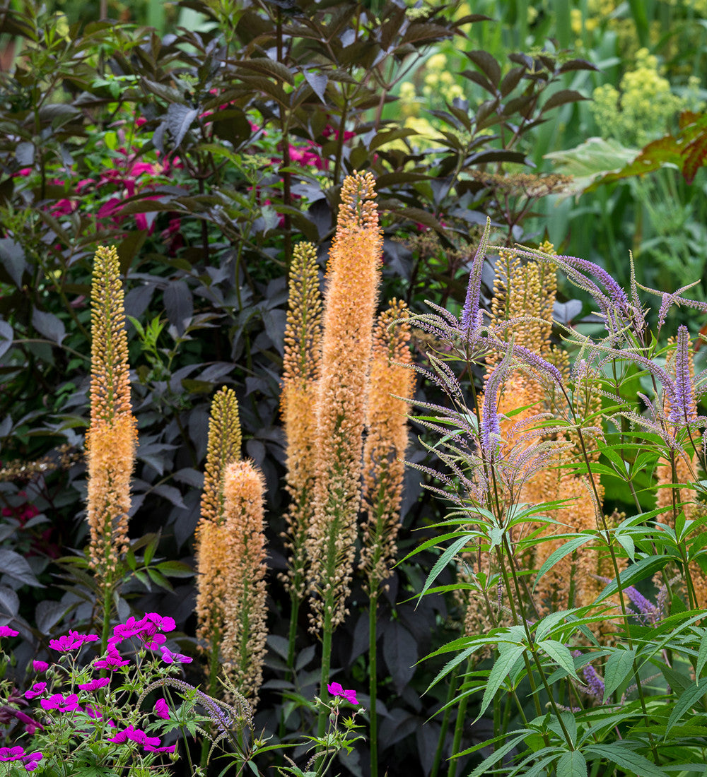 Eremurus x isabellinus 'Cleopatra'