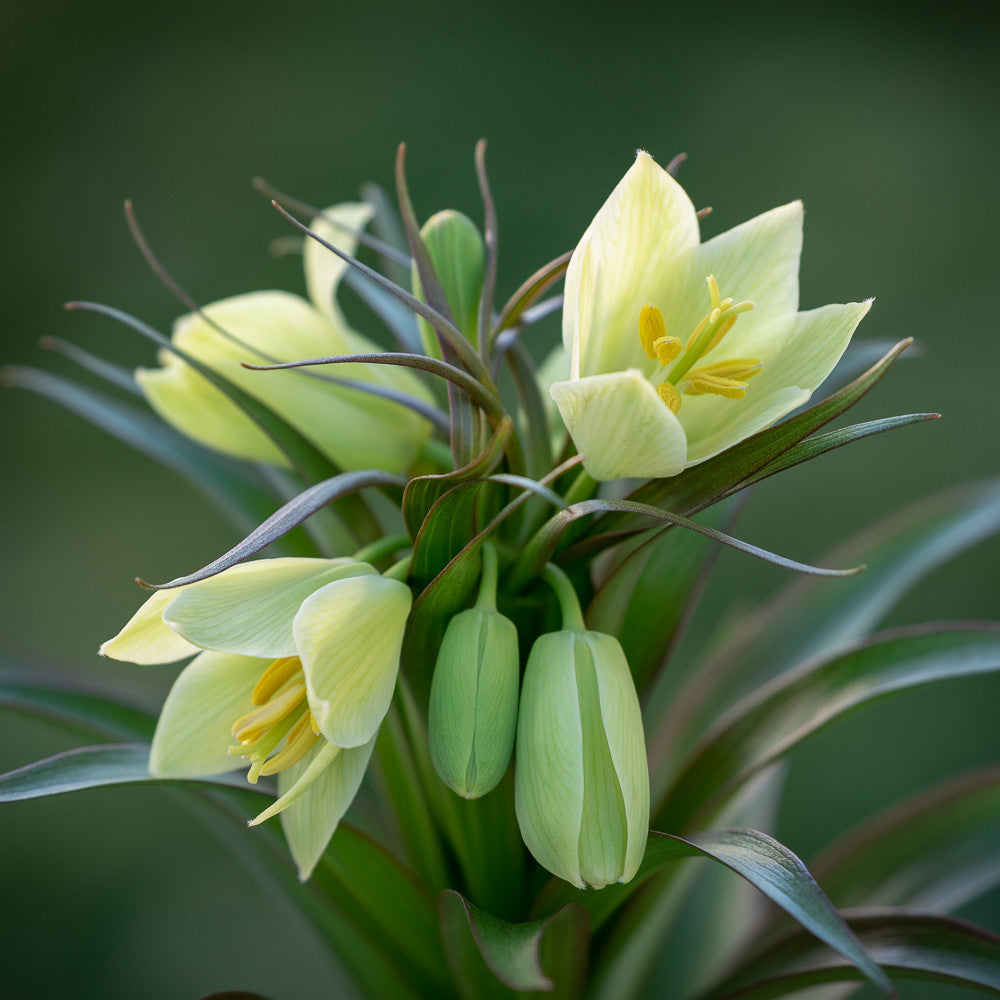 Fritillaria raddeana