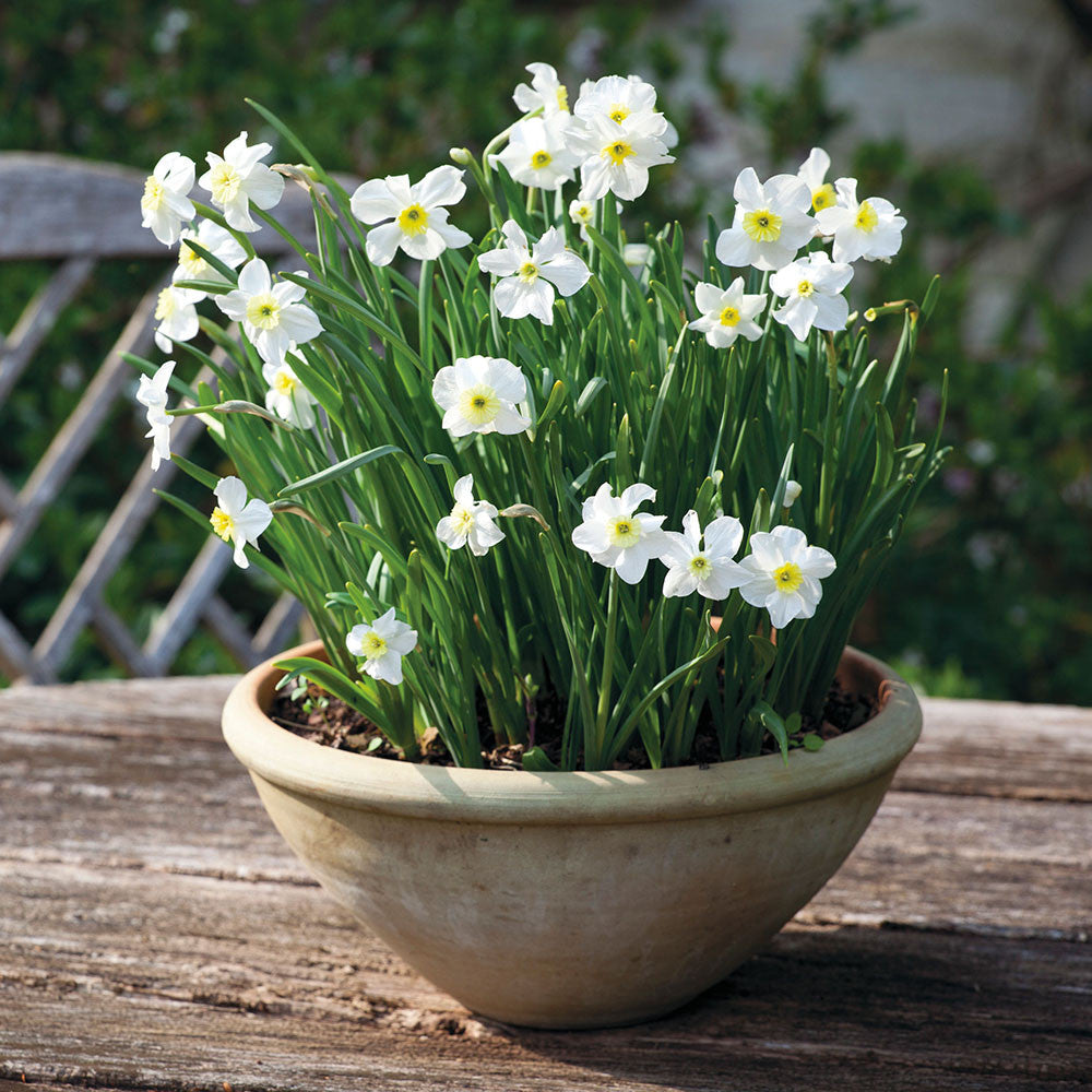 Narcissus 'Segovia'