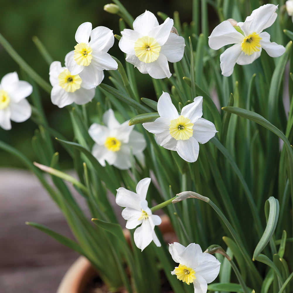 Narcissus 'Segovia'
