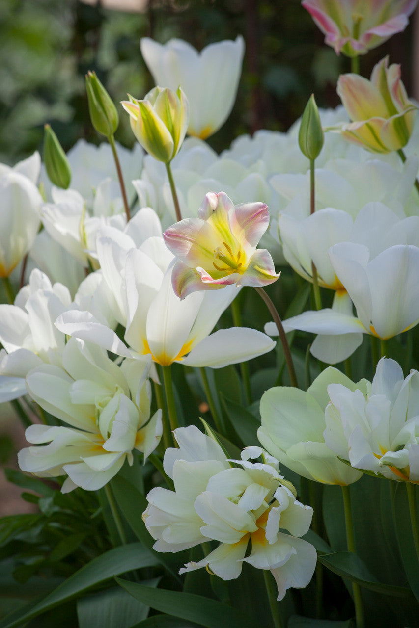 Tulip 'White Valley' syn 'Exotic Emperor'