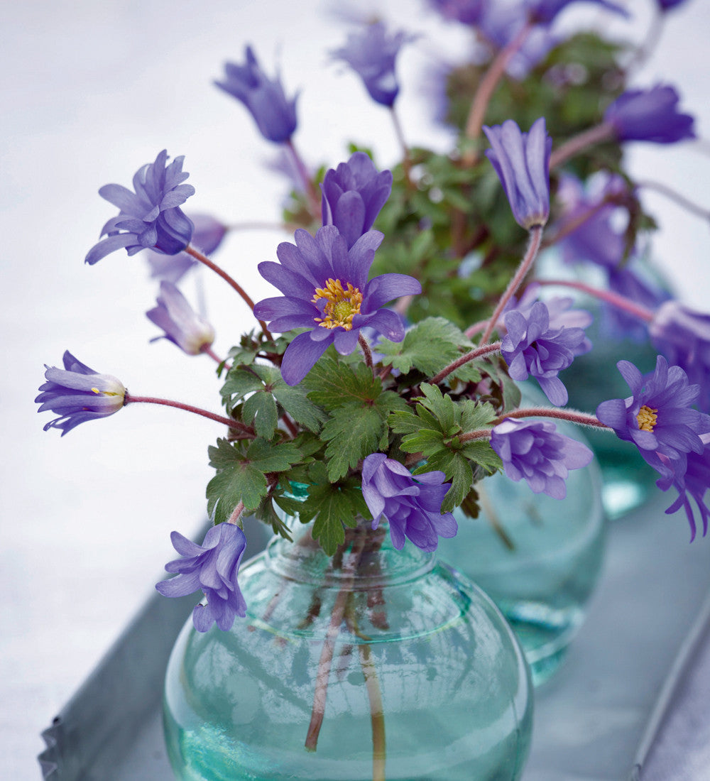 Anemone blanda 'Blue Shades'