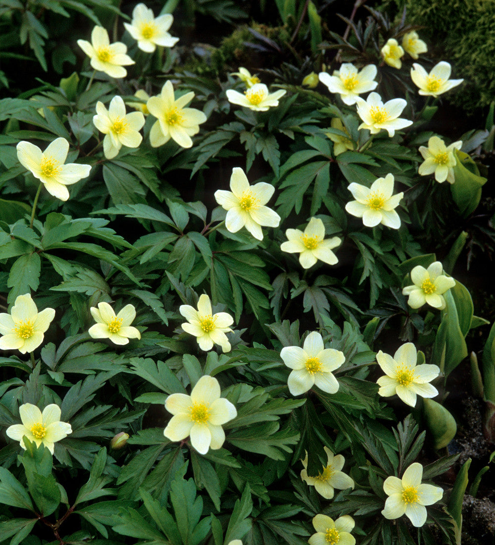 Anemone x lipsiensis