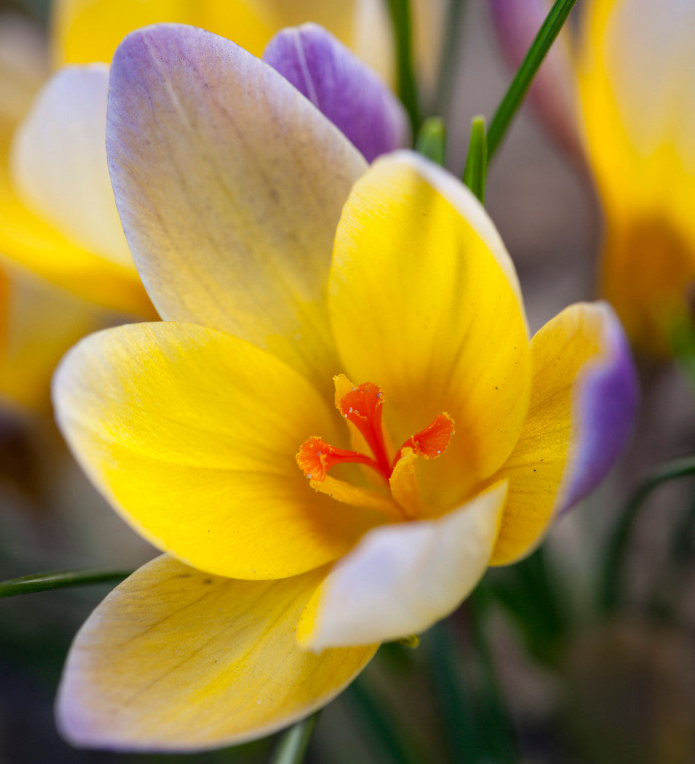Crocus chrysanthus 'Advance'