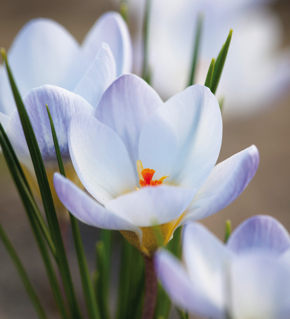 Ice Blue Crocus Collection