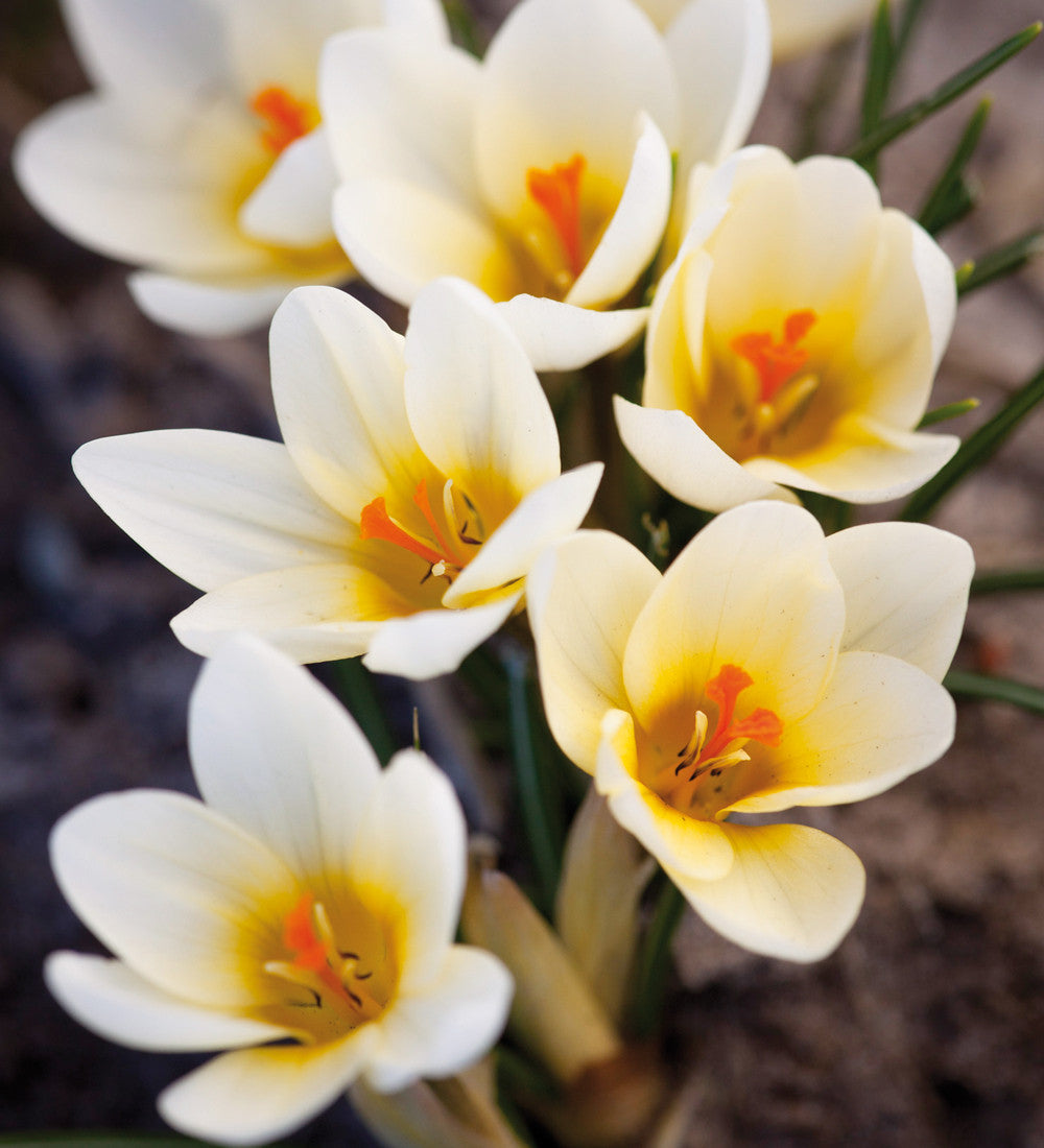Ice Blue Crocus Collection
