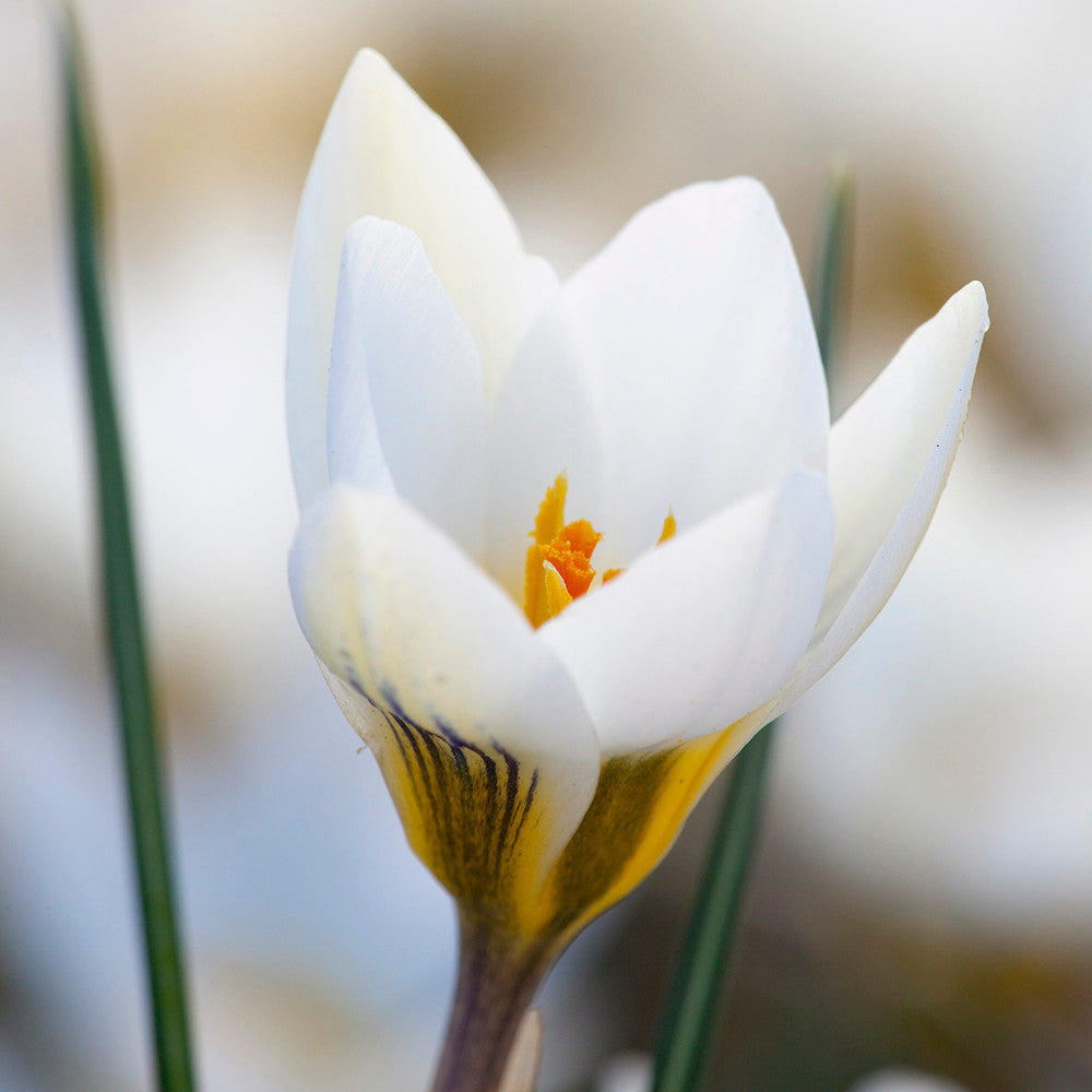 Ice Blue Crocus Collection