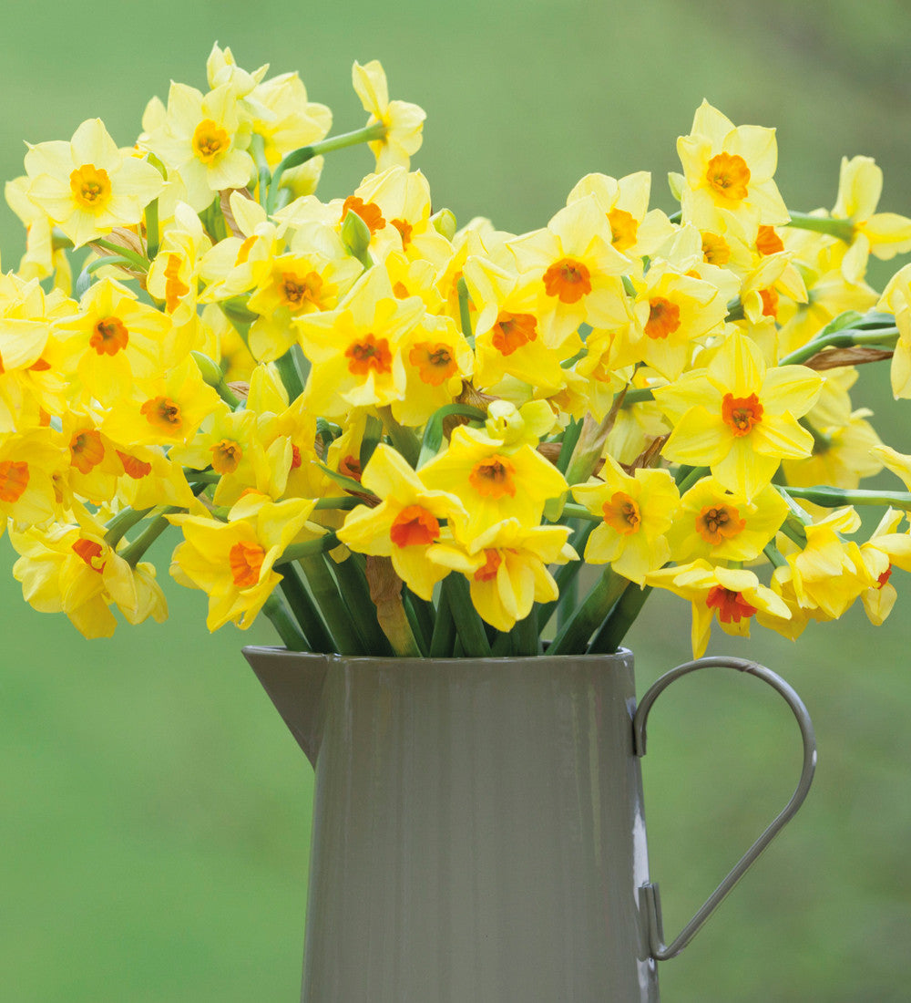 Narcissus 'Martinette'