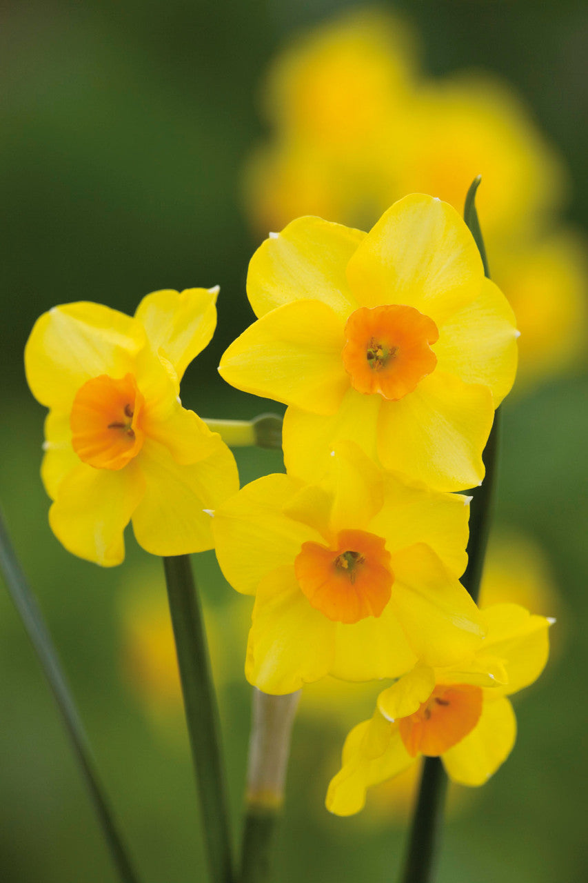 Narcissus 'Martinette'