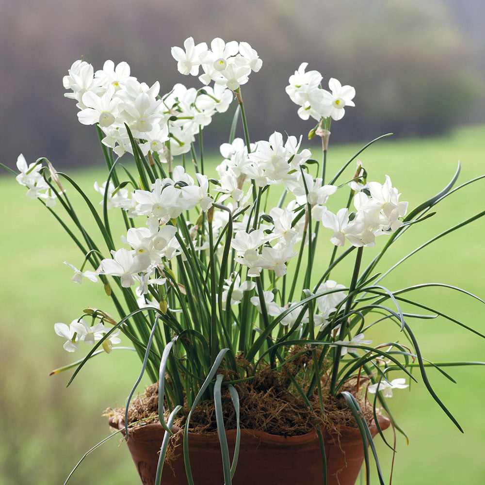 Narcissus 'Petrel'