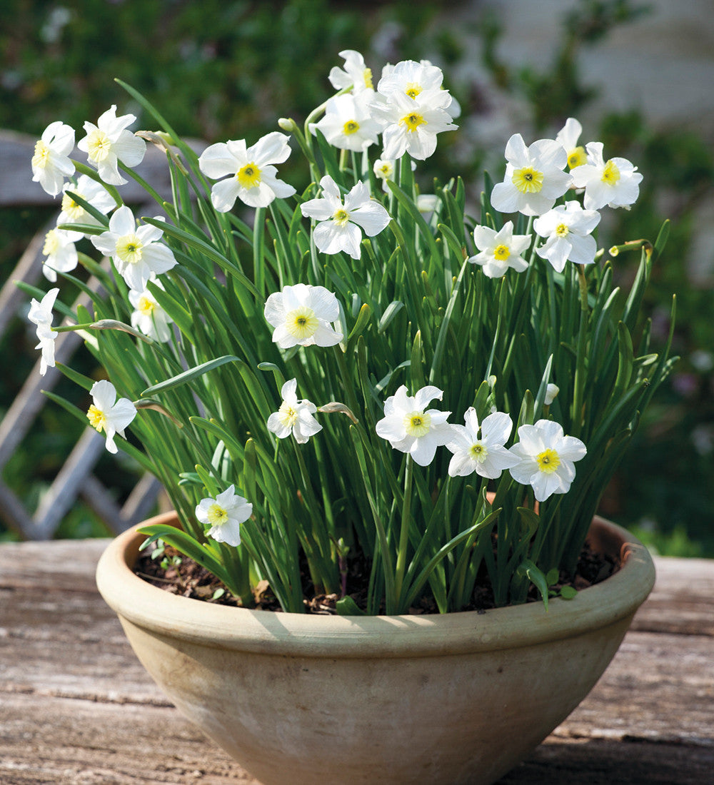 Narcissus for Pots Collection