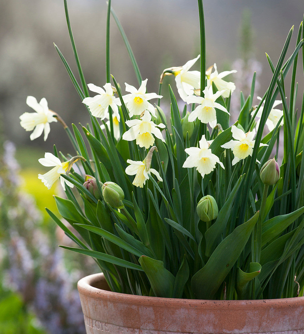 Narcissus for Pots Collection
