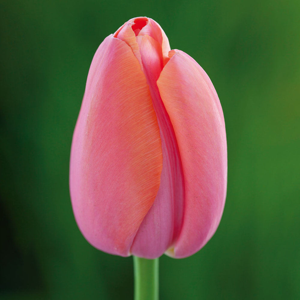 Tulip 'Menton'