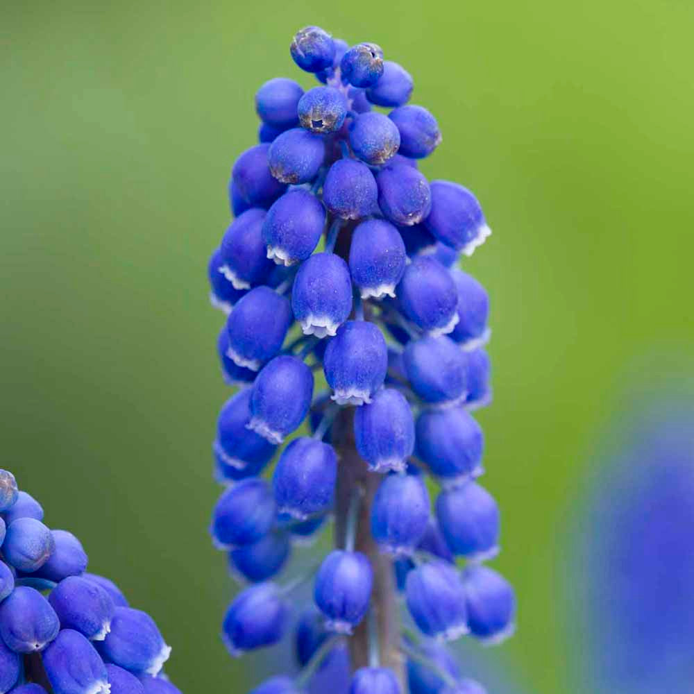 Blue and White Spring Collection