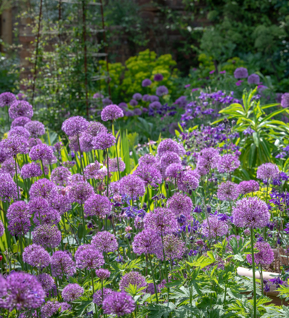 Allium Collection