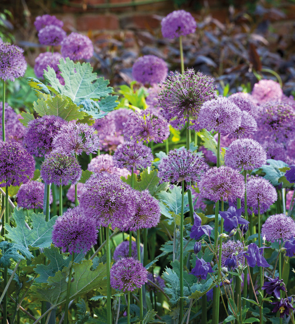 Allium Collection